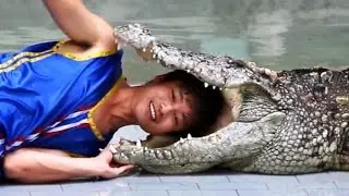 Crocodile Show in Thailand: This Man Stick His Head in Crocodile Mouth During The Show [HD]