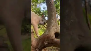 Cat climbs guava tree 🤪😸
