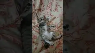 Meet my cat Gandalf