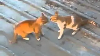 Смертельный Бой Рыжих Котов! Deadly Fight red cats!