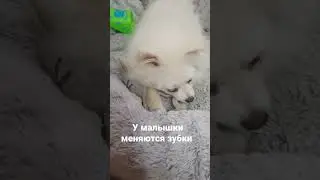 baby changing teeth #шортс #animals #животные #тикток #tiktok #instagram #рек #топ #dog #cat #shorts