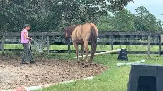 New Horse in Training ~ Banker, former barrel and ranch horse