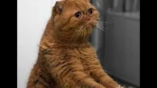Кто Нагадил! Видео про кота