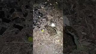 İlk bakışta kurbağayı görenler el kaldırsın🤪😂😁🤣 #animals #comedy