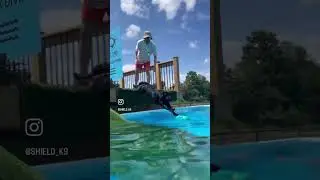 Dock Diving in Ontario