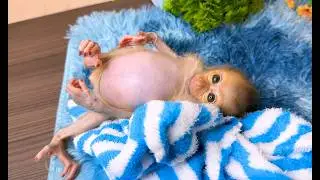 Adorable Monkey Relaxing Little Monkey Big Belly Surprise