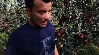 Крепсон Олма боги Бир бохо берасилар мурожат учун+998905605034