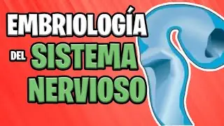 ✅ EMBRYOLOGY of the SYSTEM NERVOUS CENTRAL (Part 1st)  🧠⚡
