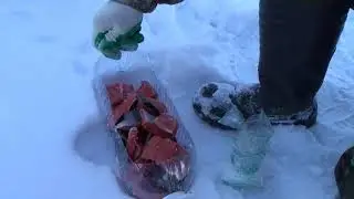 Рецепт малосолки из гольца