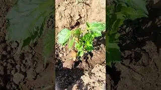Как правильно посадить корнеклубни георгин в грунт весной на даче #цветоводство #сад #цветы