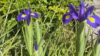 Садово-огородный влог из французской деревни 🌹Розовый РАЙ и первый Урожай 🌹