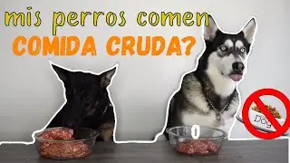 MIS PERROS COMEN COMIDA CRUDA (DIETA BARF) | Danyhusk