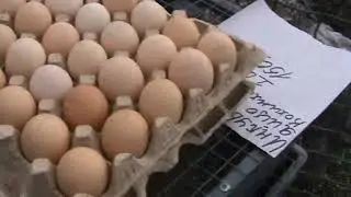 Ярмарка голубей г.Кореновск 11.02.2024г. 1часть