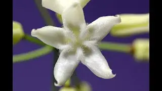 A Visit with Hoya versteegii