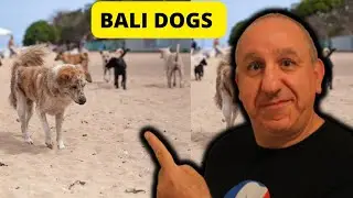 Unlocking the Secrets of Bali's Thriving Street Dogs and How You Can Apply it to Your Own Pet