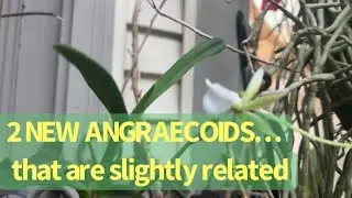 NEW ANGRAECOID COUSINS sort of #orchids #orchidcare