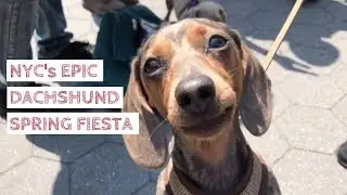 Hundreds of sausage dogs take over NYC's Washington Square Park