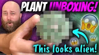 Rare Plant Unboxing | Philodendron, Agave, Cacti