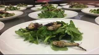 I Ate Wasps and Scorpions at New York's First Bug Eating Festival