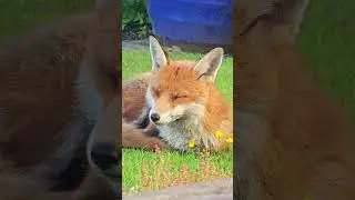 We're Back! Full Update In The Pinned Comment 📌🦊