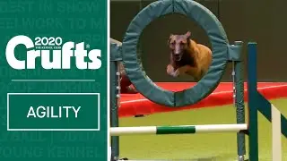 Large International Agility (Agility Round) - Part two | ​Crufts 2020