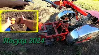 Гребневий спосіб вирощування в посуху. Чи дав результат?