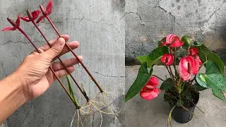 How to propagate anthurium quickly with flower branches