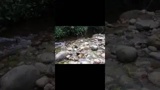 LA UNIÓN DEL YIN - YANG #viralvideo #viralvideo #respect #shortviral #fypシ゚viral #funny #naturaleza
