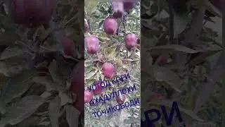 БЕХТАРНИ МАВЛУДИ ПАЁМБАР С.А.С КОРИ АХАДУЛЛОХИ ТОЧИКОБОДИ