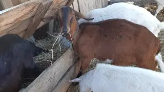 Как я кормлю покрытых коз.