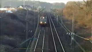 Zielony jamnik gna na Śląsk