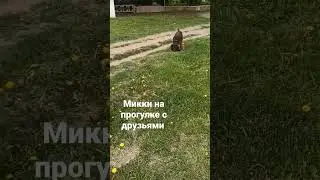 Mickey out with friends #шортс #animals #животные #тикток #tiktok #instagram #развлечения #рекоменда