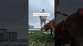 Это крик души