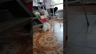Чёрный котенок и щенок шпица Black kitten and Spitz puppy