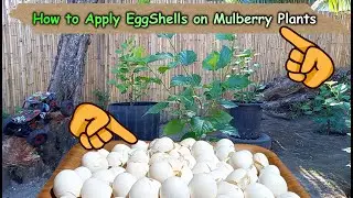 How to Apply Eggshell Fertilizer on Mulberry
