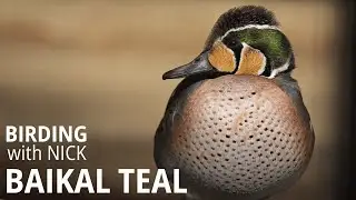 800,000 Baikal Teal in one flock; the numbers keep increasing
