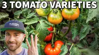 My Review Of 3 Remarkable Fall Tomato Varieties