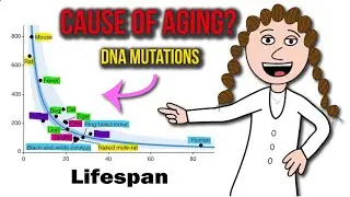 The mutation theory of aging.