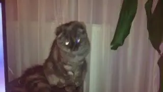 Кошка-ма все...))