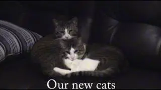 Extra fuzzy cats