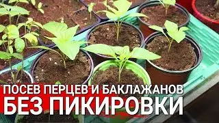 Посев Перцев и Баклажанов БЕЗ ПИКИРОВКИ