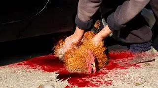 자동차로 바삭 바삭하고 부드러운 것을 분쇄! 실험용 자동차 대 트럭 장난감 콜라 스프라이트 슬라임 치킨