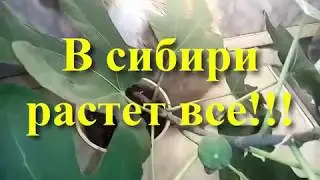 Что растет в Сибири Размножение растений - Садовых и Комнатных секреты выращивания  Экзотика  Уход