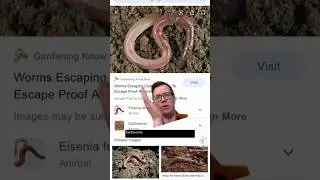 WHAT ARE WORMS?!