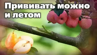 Окулировка.  Если не успели весной, можете сделать прививку растениям летом