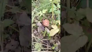 ✔Сегодня я не за грибами🌳🍄✔  #deeprussia #mushroom #грибы