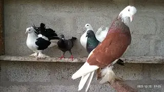 Fancy Pigeons