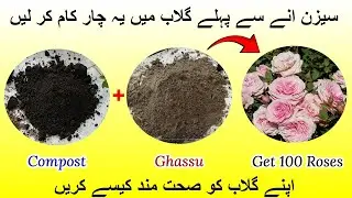 Rose plant growing tips | Rose plant care | Save rose plant | Gulab ki care