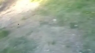Бульдог не умеет плавать
