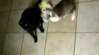 Lilly & Daisy Playing.